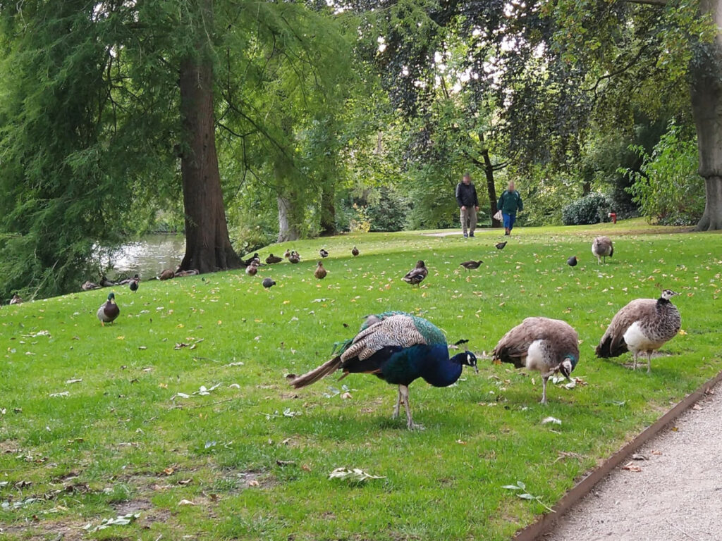 Wiese mit Bäumen und einer Wasserfläche auf der linken Seite. Pfauen und Enten bewegen sich frei auf der Wiese.