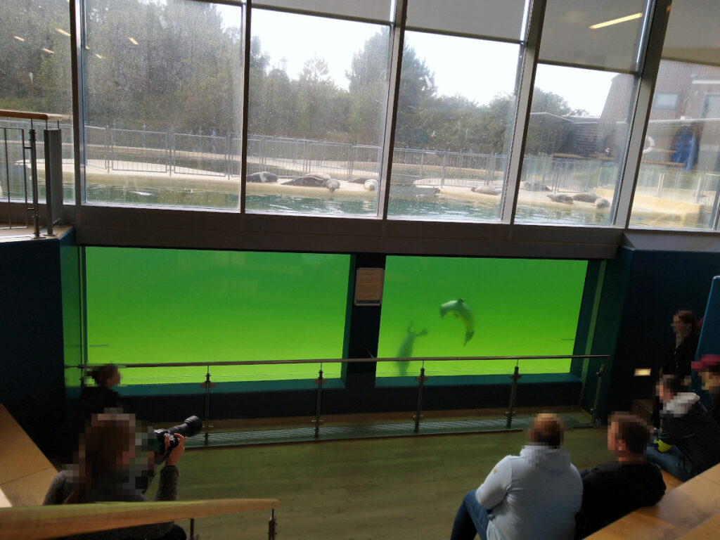 Eine tiefere Ebene mit Sitzstufen auf Höhe des Unterwasserbereichs des Seehundbeckens. Oben befinden sich Fenster mit Blick auf den Außenbereich des Beckens.